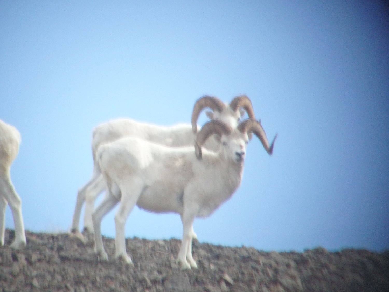 Справка по Барану Далла