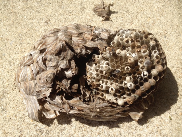 waspnest.jpeg