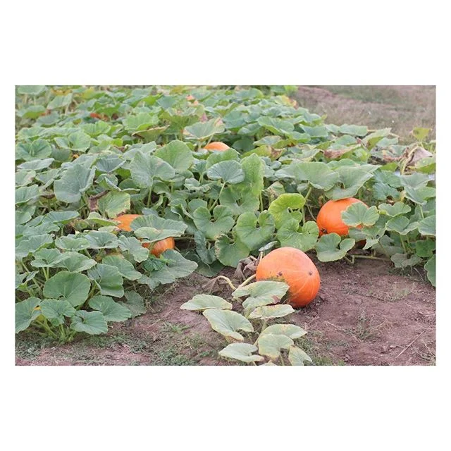 Vogel Orchard opens this Friday for their pick your own pumpkin season!  I can&rsquo;t wait!! Fall is officially here:)