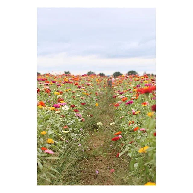 Exploring the beautiful field of zinnias at Becker Vineyard.