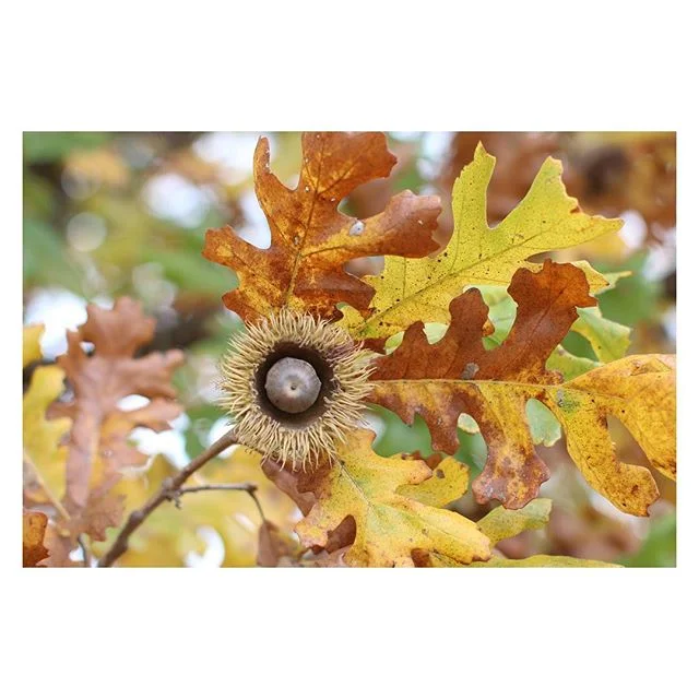 So today is beautiful!  No rain, a cool breeze, and overcast skies...the perfect combo for Bestfest.  Hope you can make it and have a lovely fall day! P.s.  I love bur oaks...do you?!