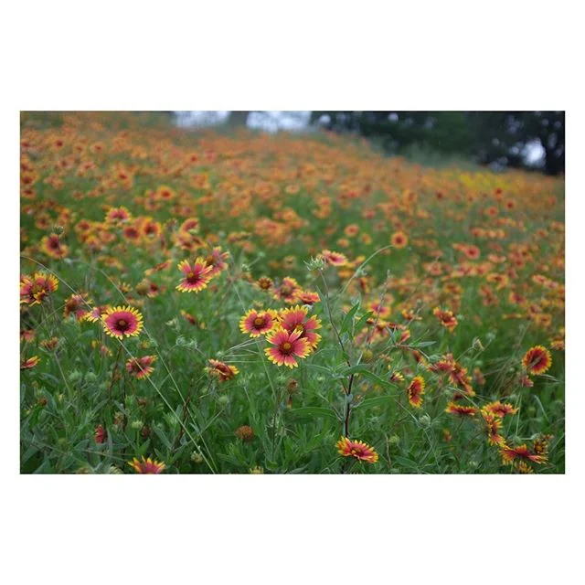Sprouting up in the hill country right now is the beautiful Indian Blanket.  Native American folk lore tells a story of the wife of a chief who weaves a blanket of red, orange, and yellow for her husband while he is gone fighting a war against anothe