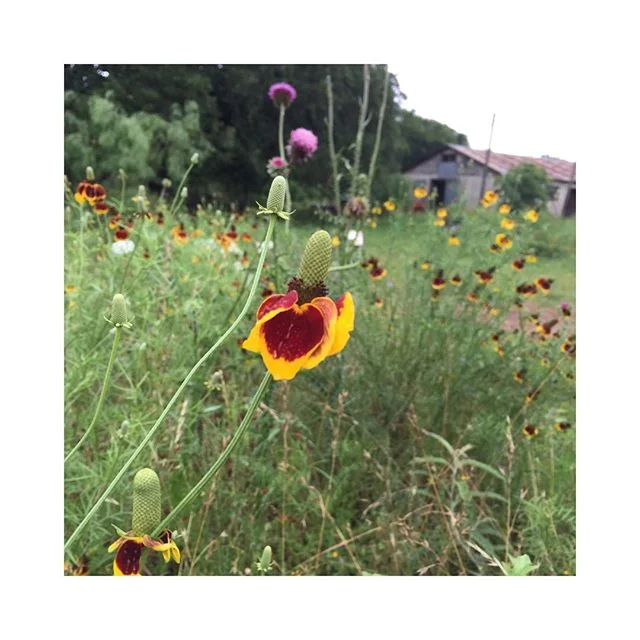 So this weekend is the Hill Country Film Festival!!! Haven&rsquo;t bought tickets yet?  No worries...go online and snag some before they are all gone!! They&rsquo;ve got a great line up this year that you don&rsquo;t want to miss!!