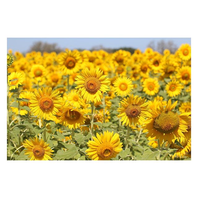 Flower picking in Harper this weekend.  This rainy summer has been so very lovely.