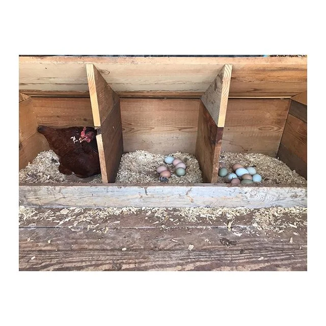 Ms. Rhode Island Red is not happy with me, but I&rsquo;m happy that horse races are back this weekend!! Gates open at 11am and post time is 1pm.  Come on out!