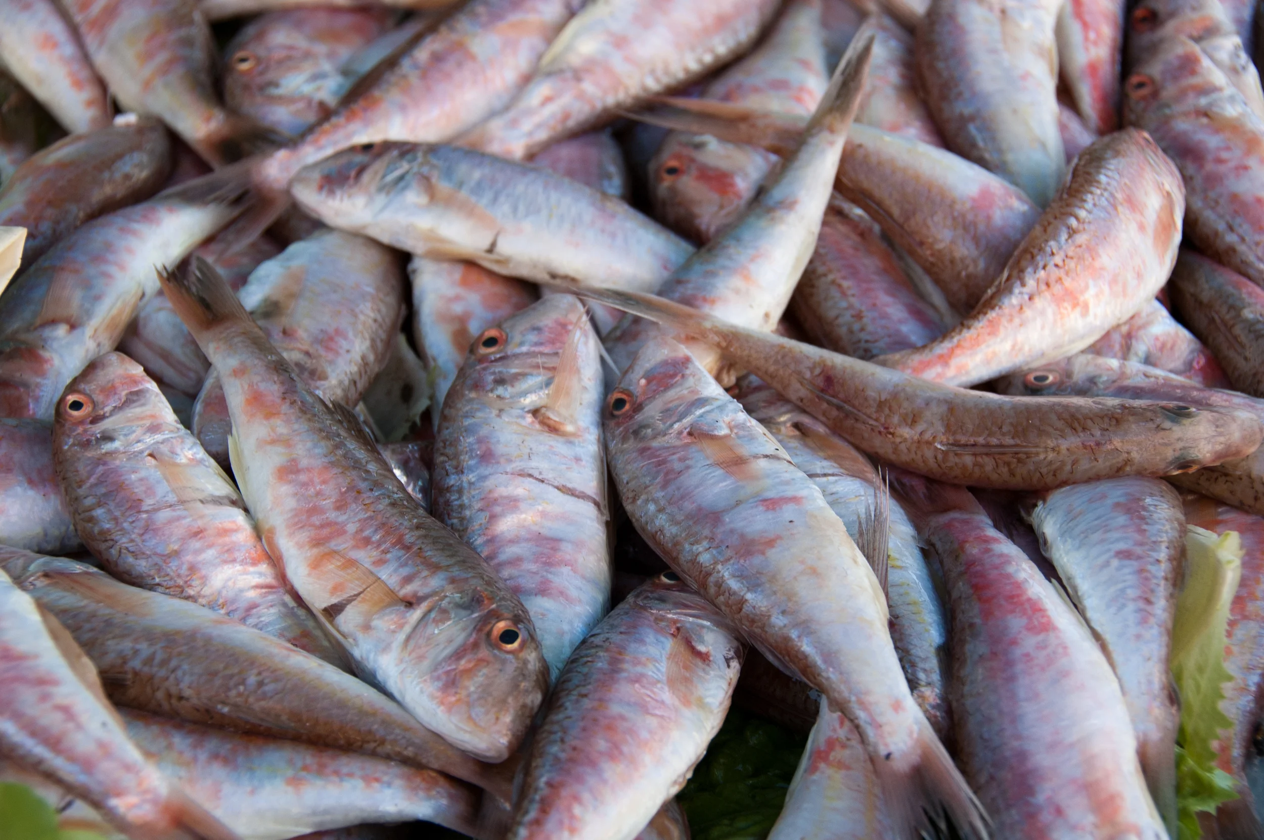 Save the Oceans, Feed the World