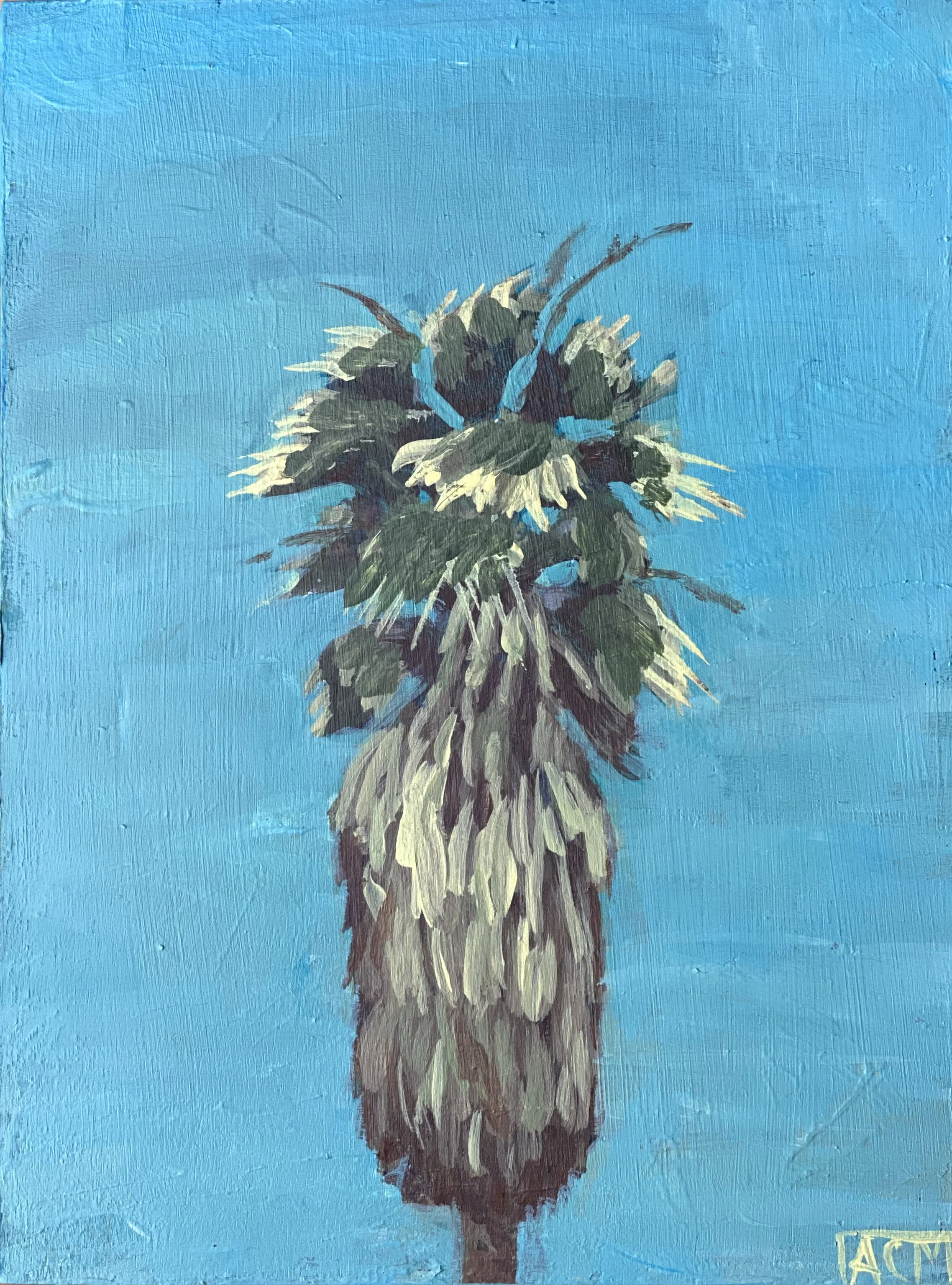 Bearded Palm