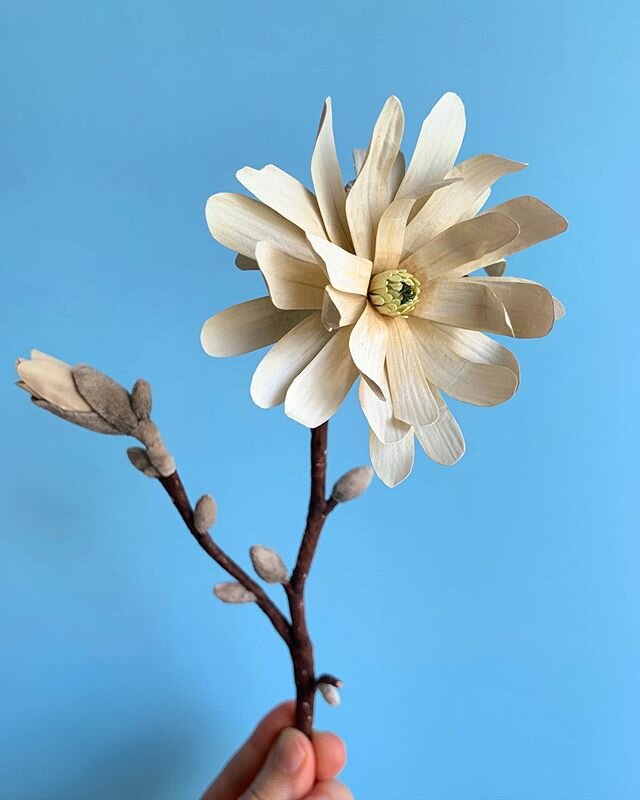 ☀️.....fluffy magnolia branch in paper and velvet.
.
.
#woodlucker #annwood #paperflowers #dsfloral #papercrafts #papercrafting #paperart #paperartist #paperartistcollective #imadethis #marthastewartliving #antiques #antiquestyle #thatvelvetfeeling #