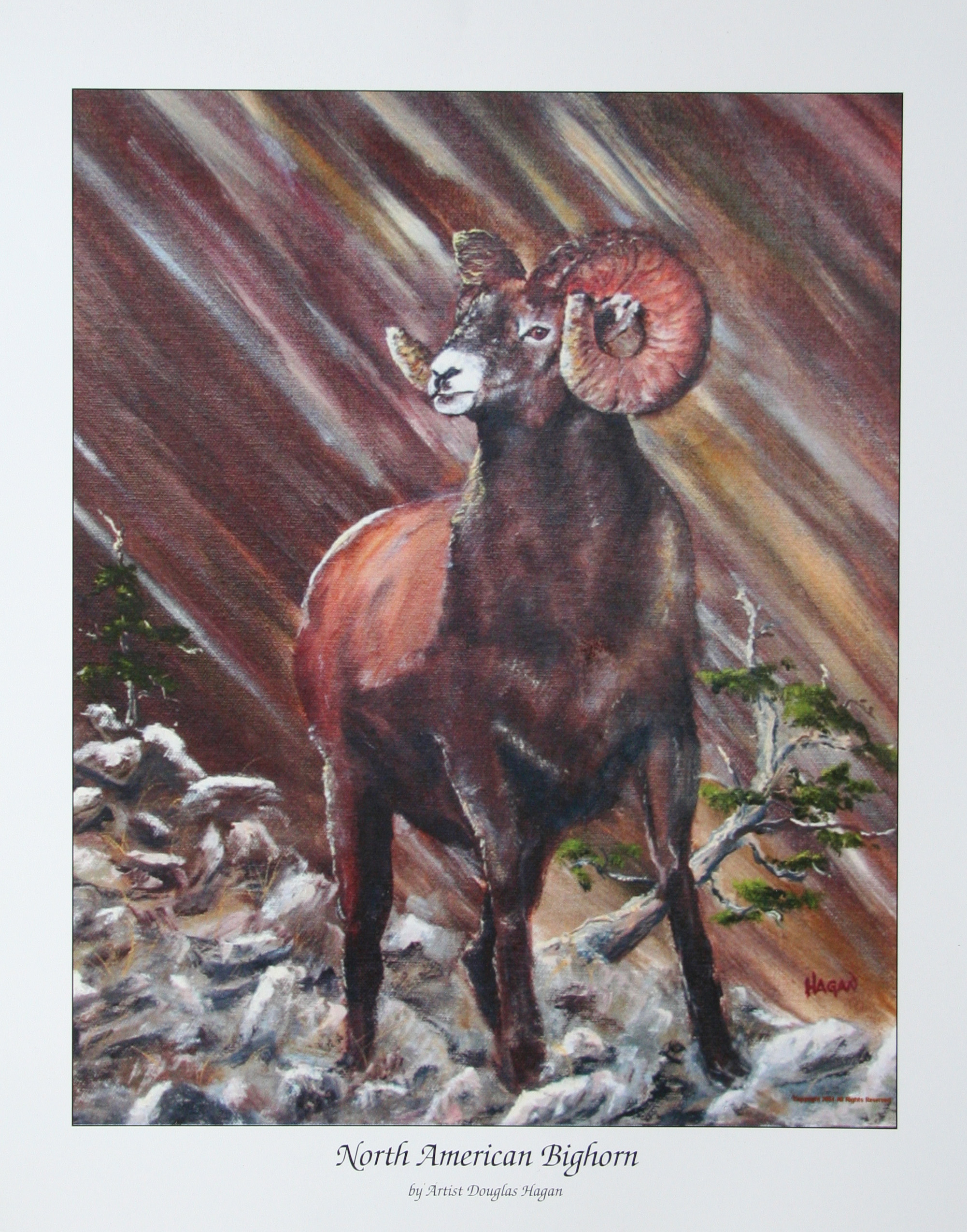 North American Bighorn