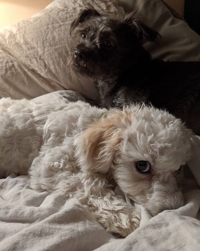 #lazydogs #noquickbrowndog