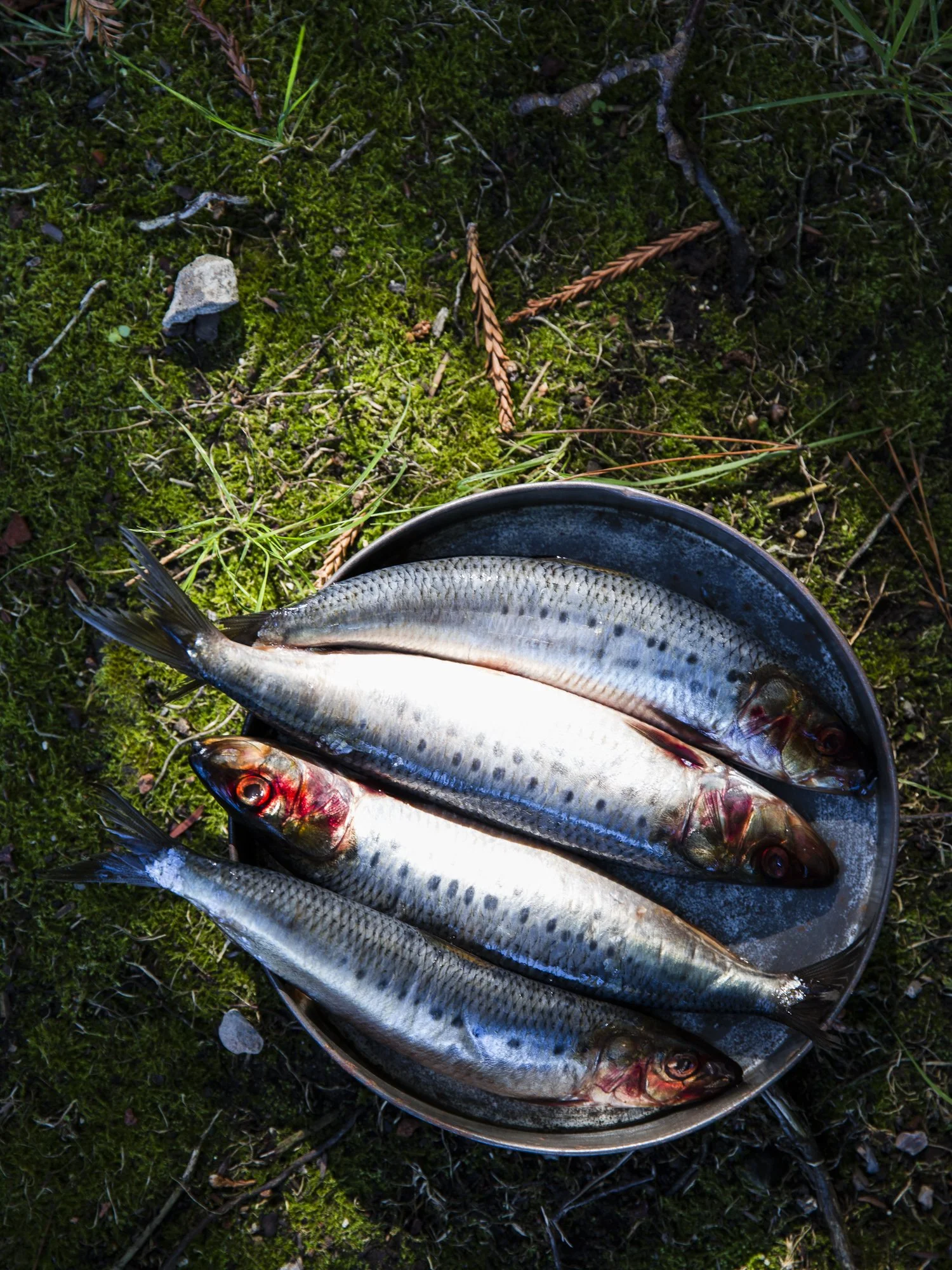 Four freshly caught fish on a metal plate on green mossy ground.
