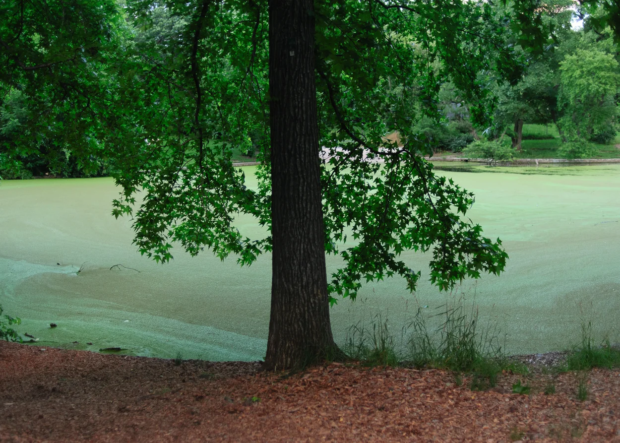 creepy-park-0061.jpg