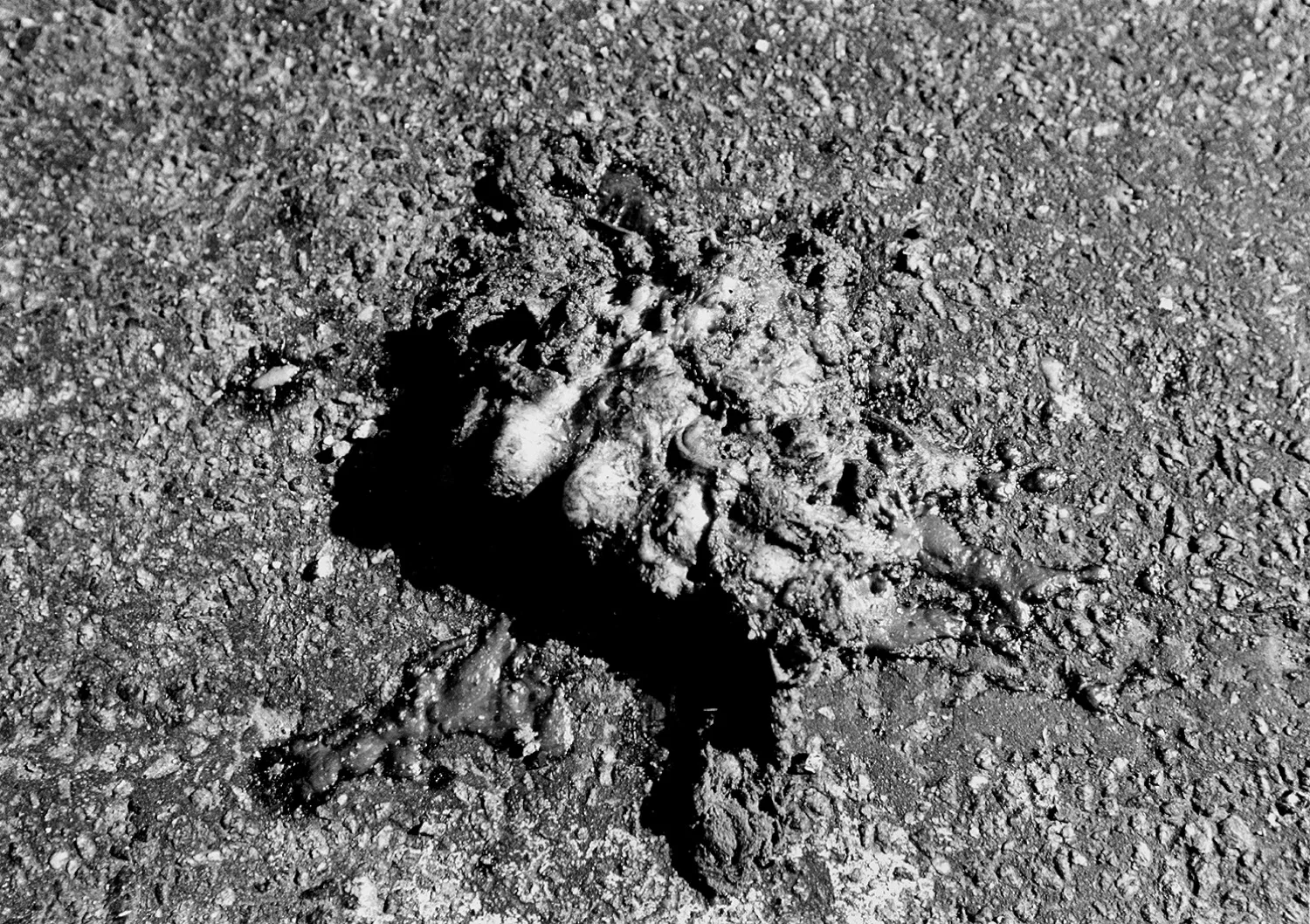 Human Spine