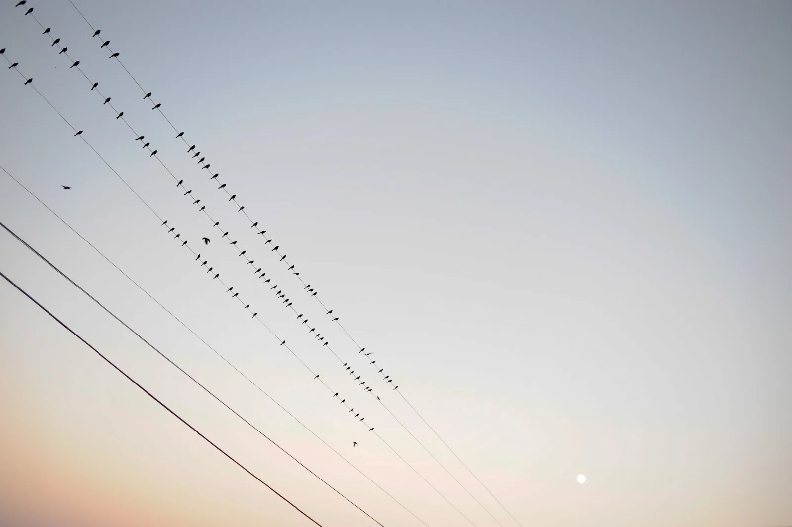 birds on a wire at sunrise