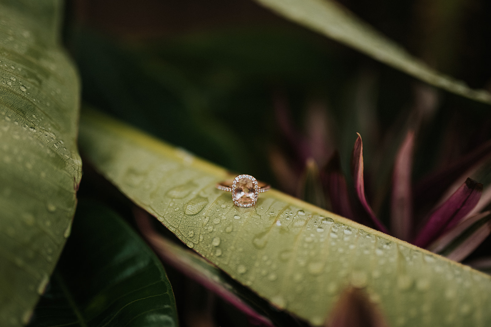 eaugallieengagementphotos_107.jpg