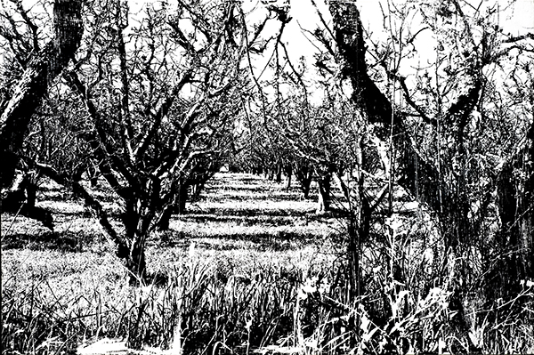 Winter Orchard