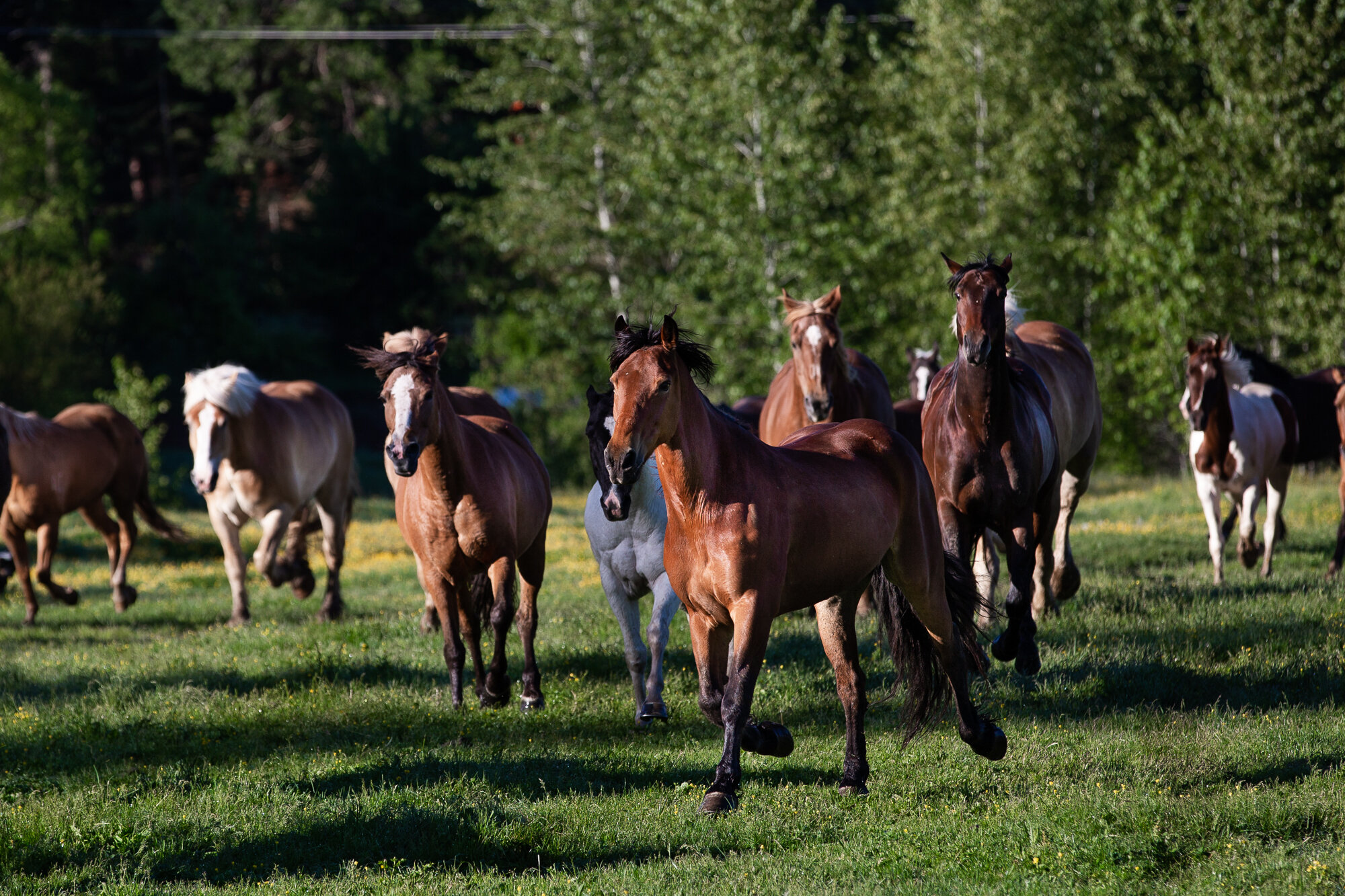 horses-13.jpg