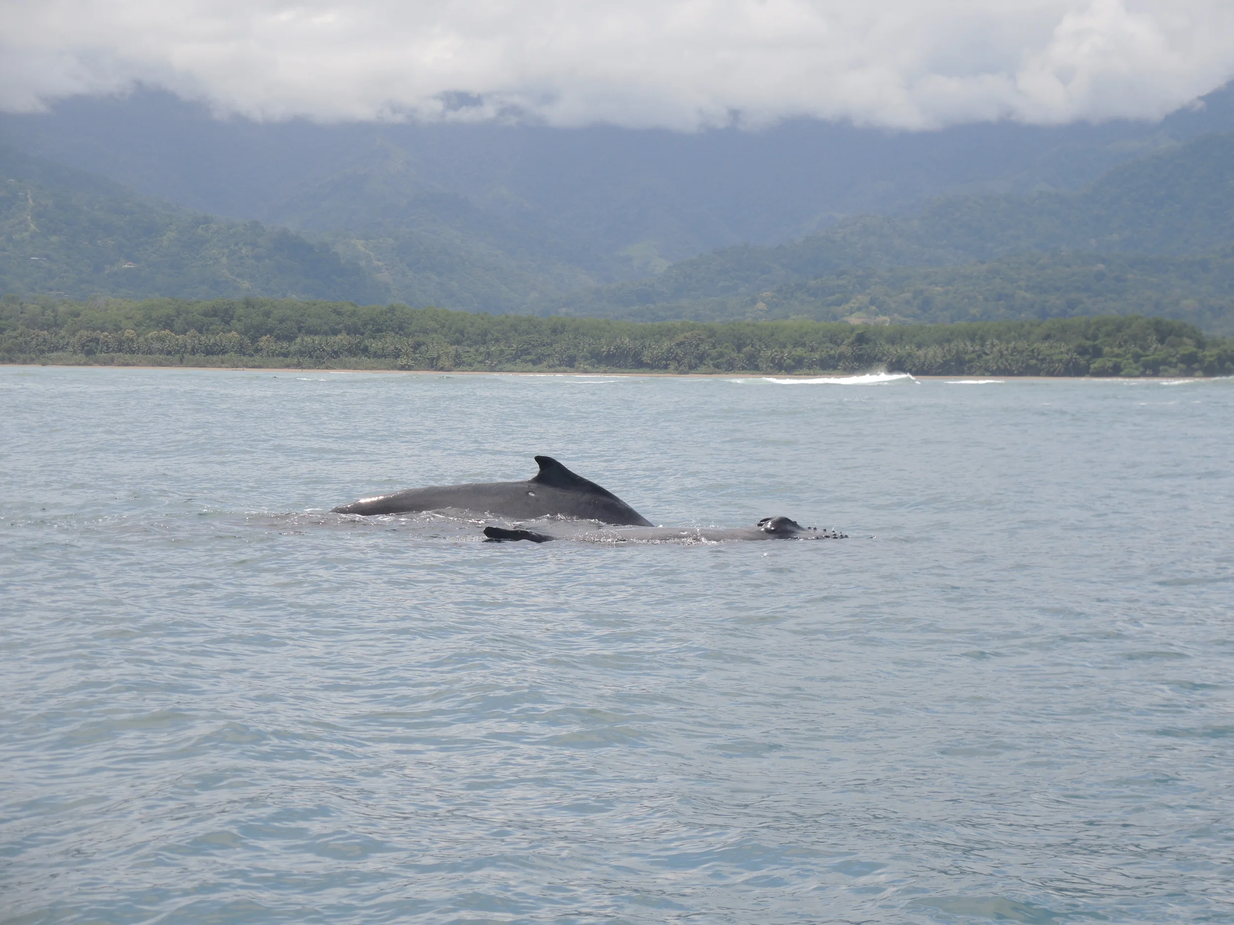 Humpback Whale, Mommy and Child