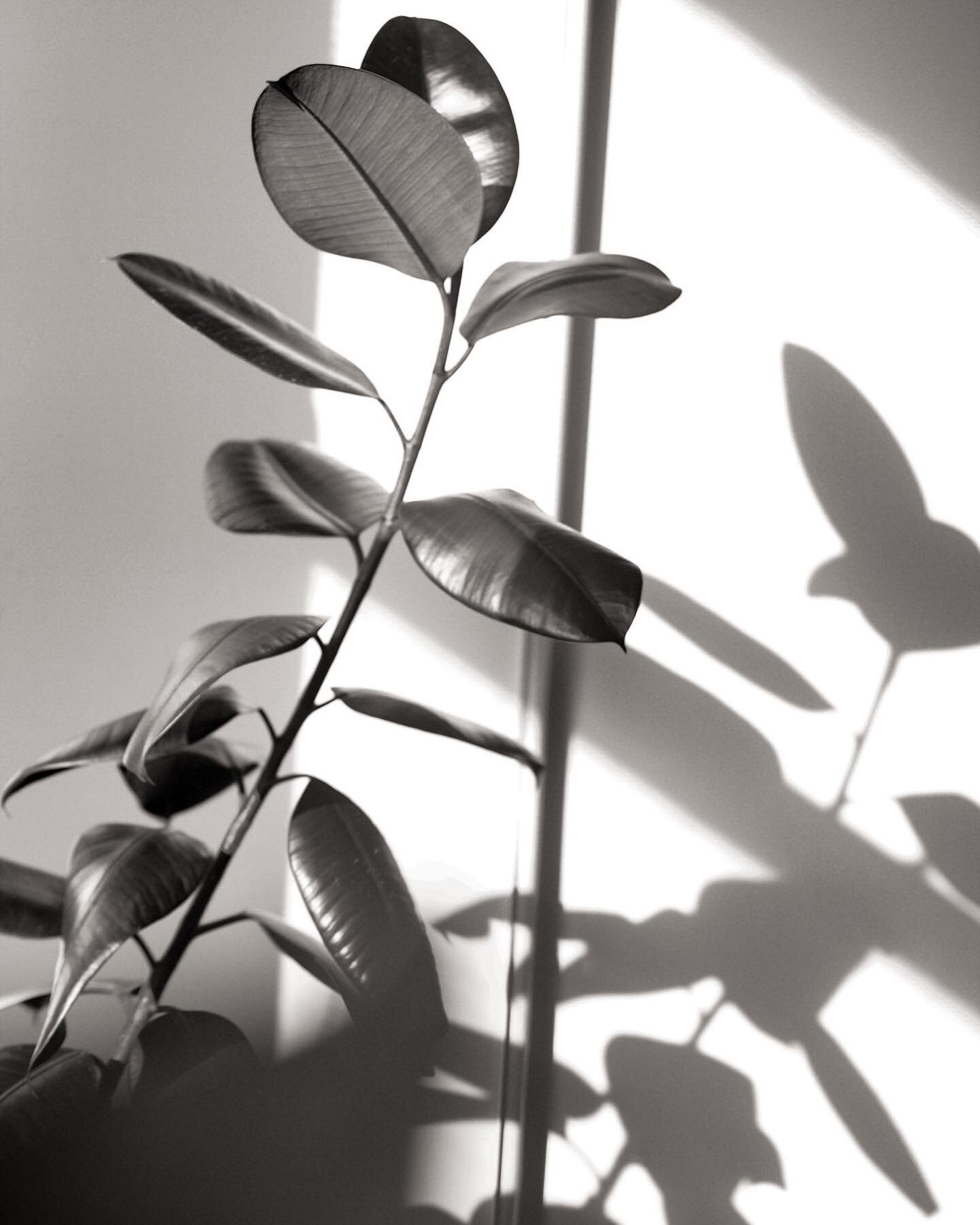 Forever obsessed with light and shadows 🤎#photography #home #lockdown #blackandgrey #shadows #design #plants