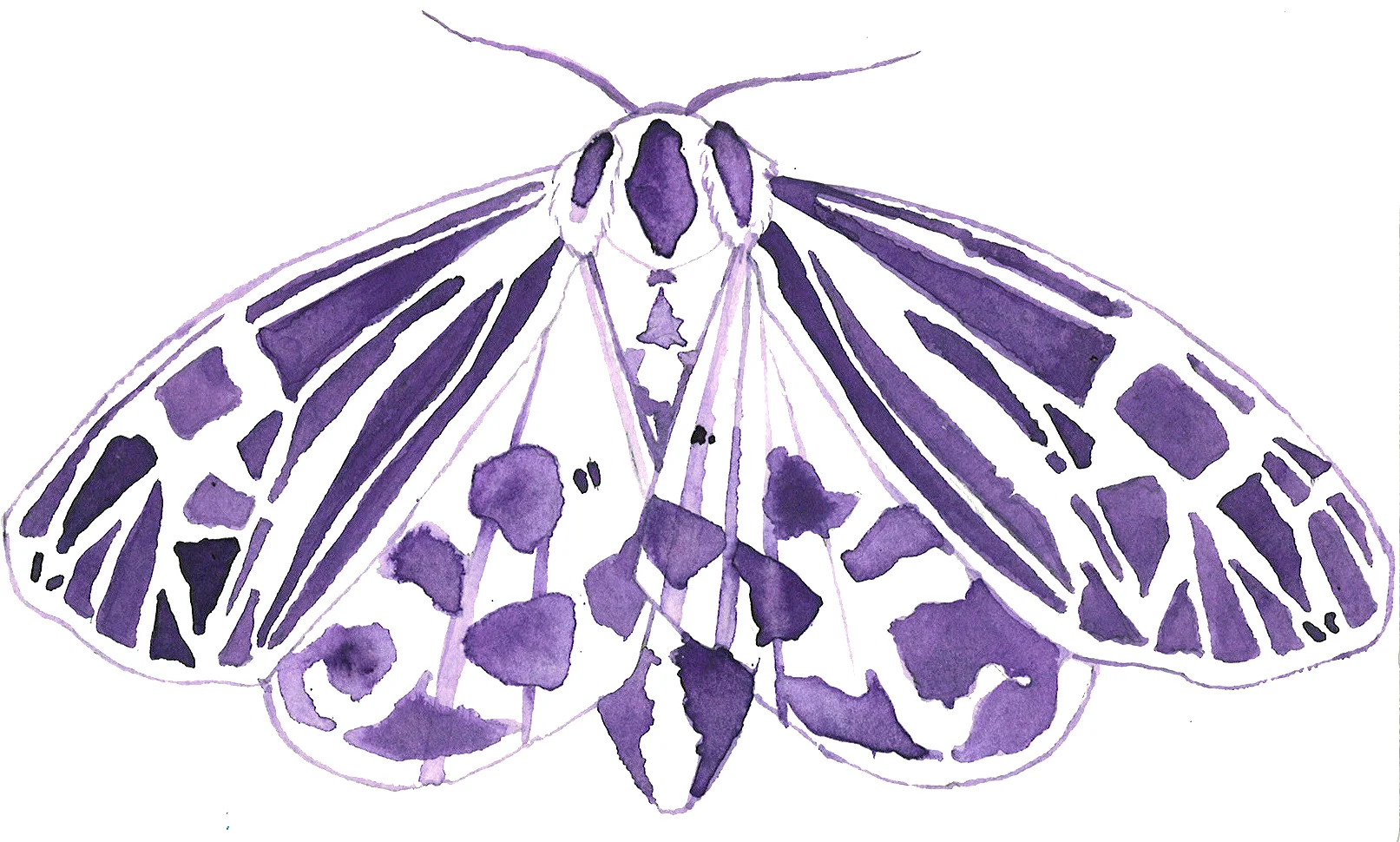 moth2.jpg