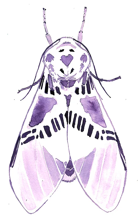 moth3.jpg