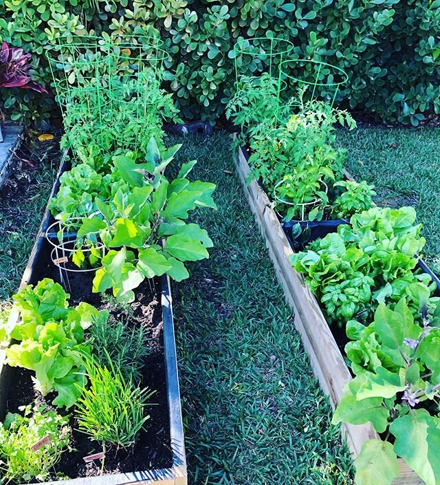 True farm-to-table cooking in our house these days. Pics taken about a month apart. #charliesgarden #greenthumb