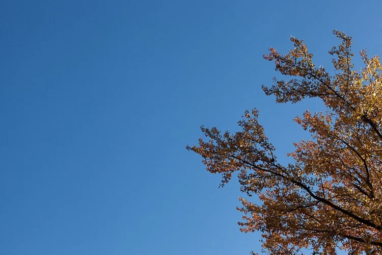 Trees-6.jpg