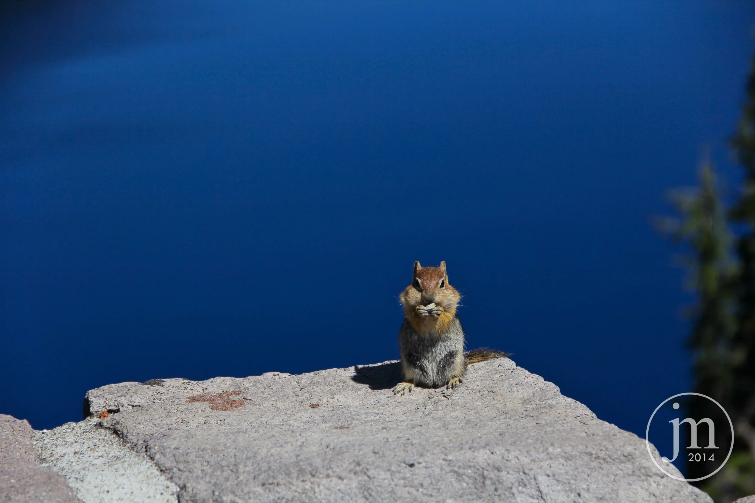 chipmunk.jpg