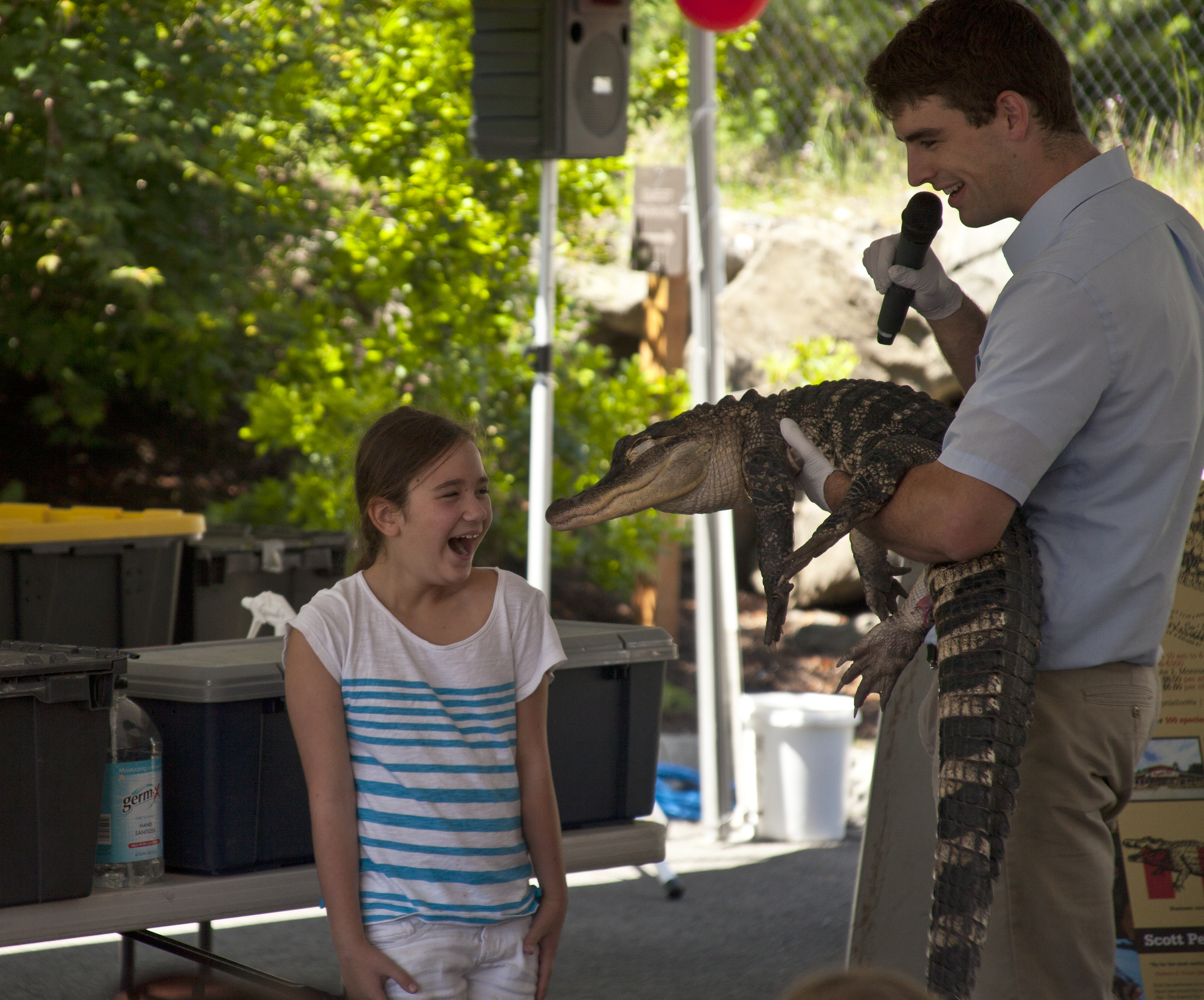 Carly Hart, 8, reacts with surprise after opening her eyes to find out she's just been kissed by "Lumpy," an American Alligator during a reptile show at the 2014 Kid's Discovery Museum Birthday Bash. 