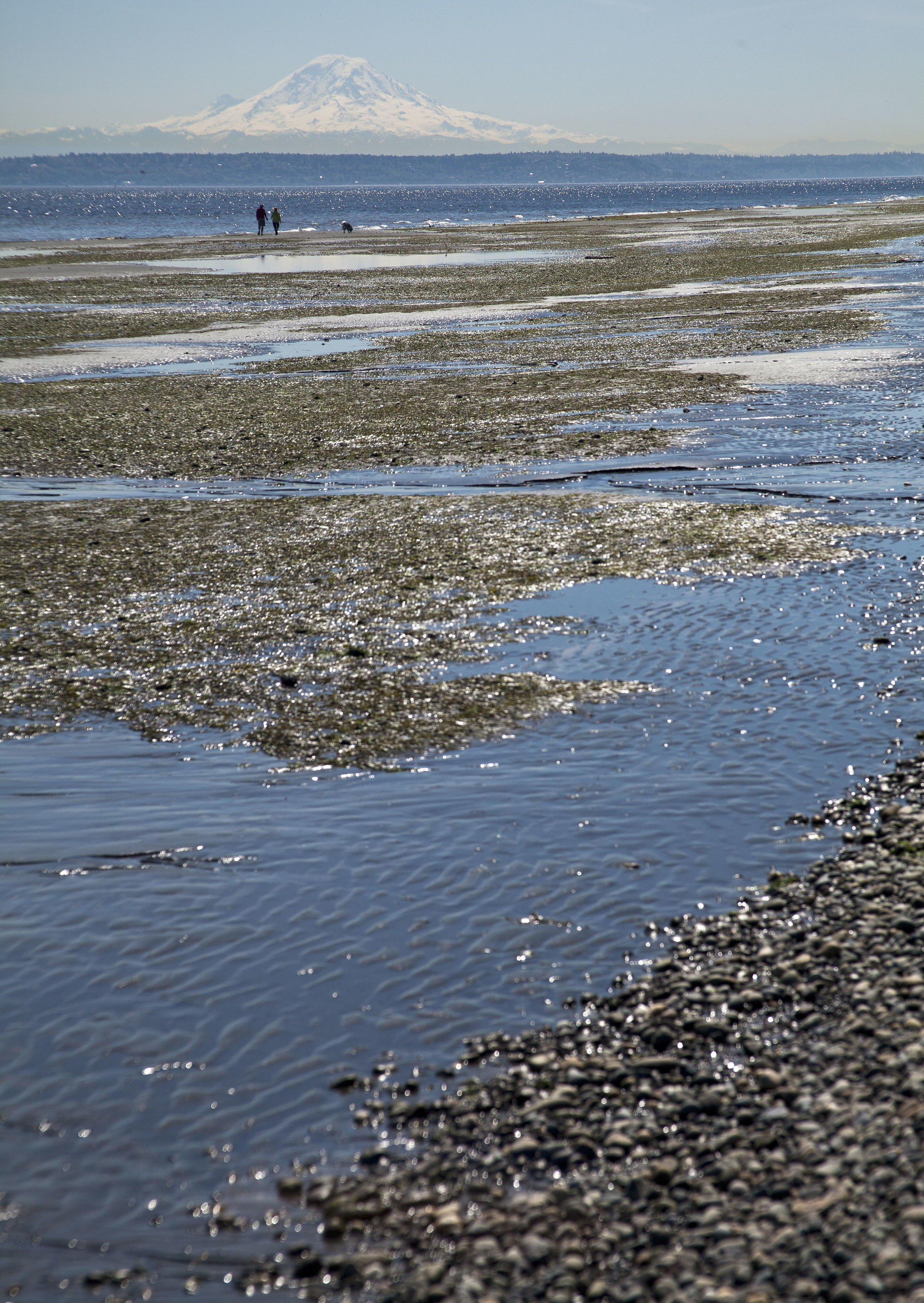 A couple and their dog take advantage of the additional walking space at Fay Bainbridge Park. Recent extremely low tides had a visible affect on the size of the beach. 