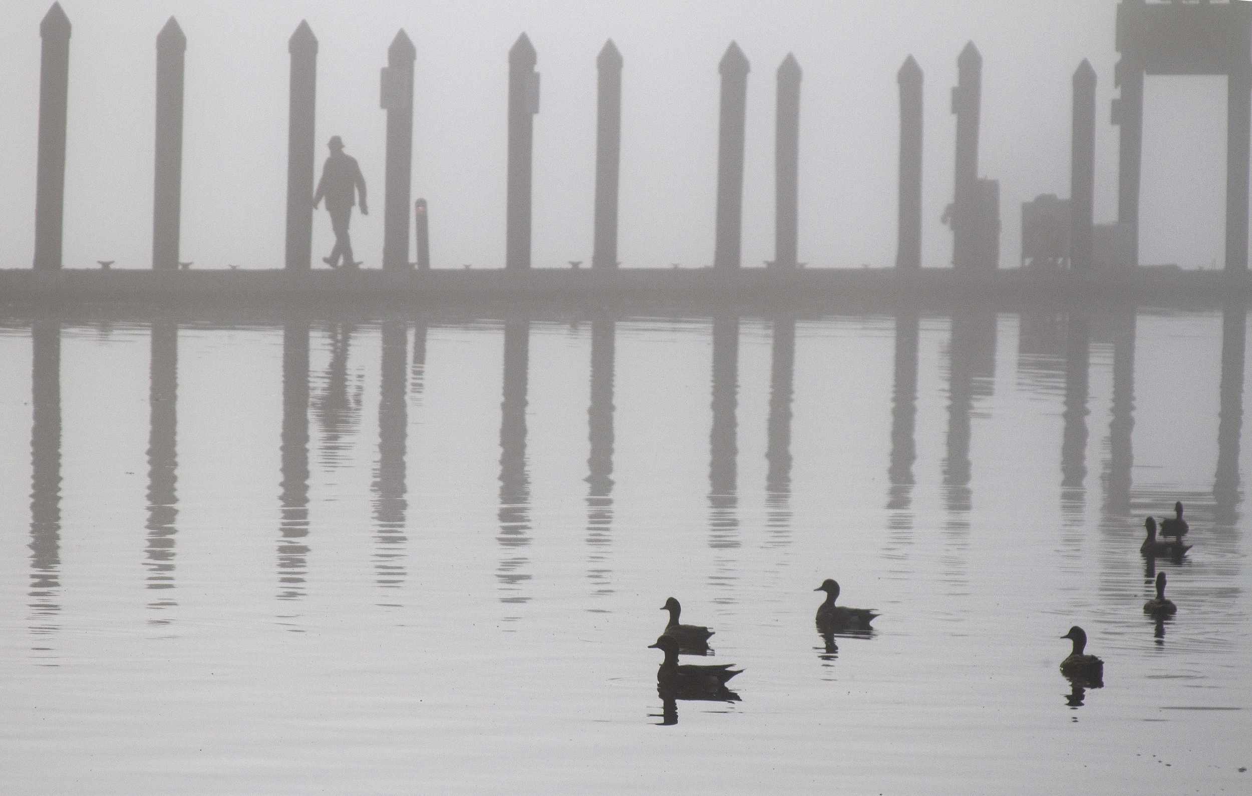 A paddling of ducks, and one lone human traveler, venture out into the late morning fog at the downtown Winslow pier on Bainbridge Island. 