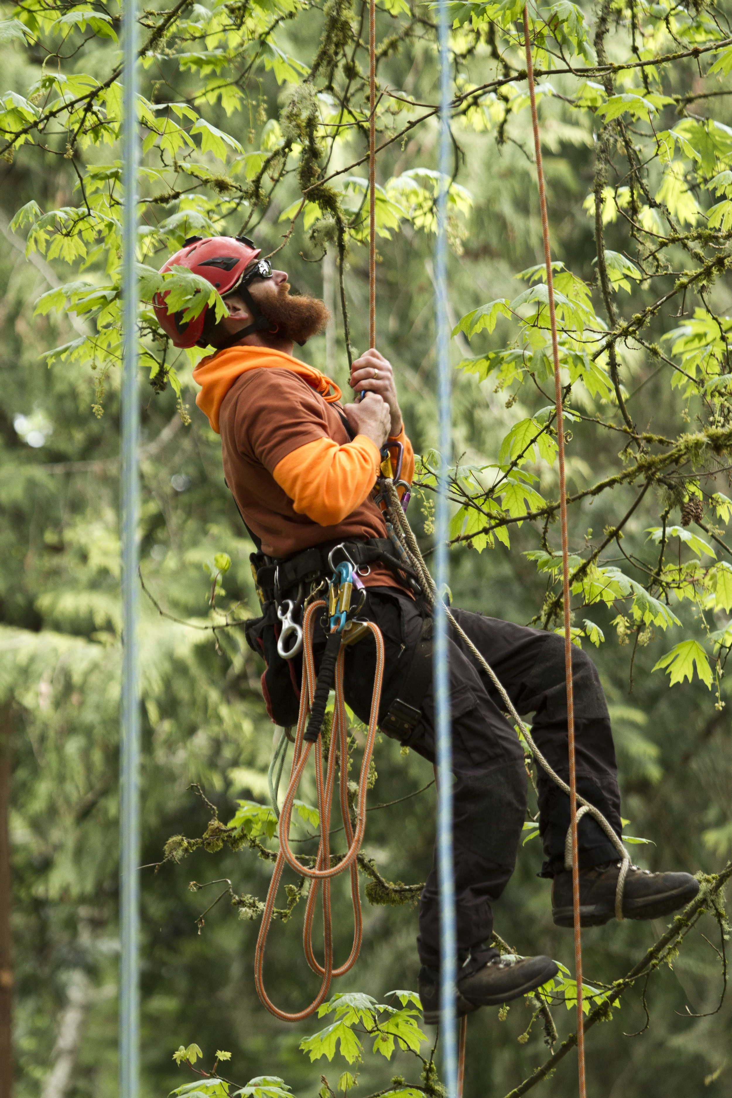 Michael Harrell, a tree climber from Sumner, begins his ascent during the fourth annual Bainbridge Island Masters Tree Climbing Competition