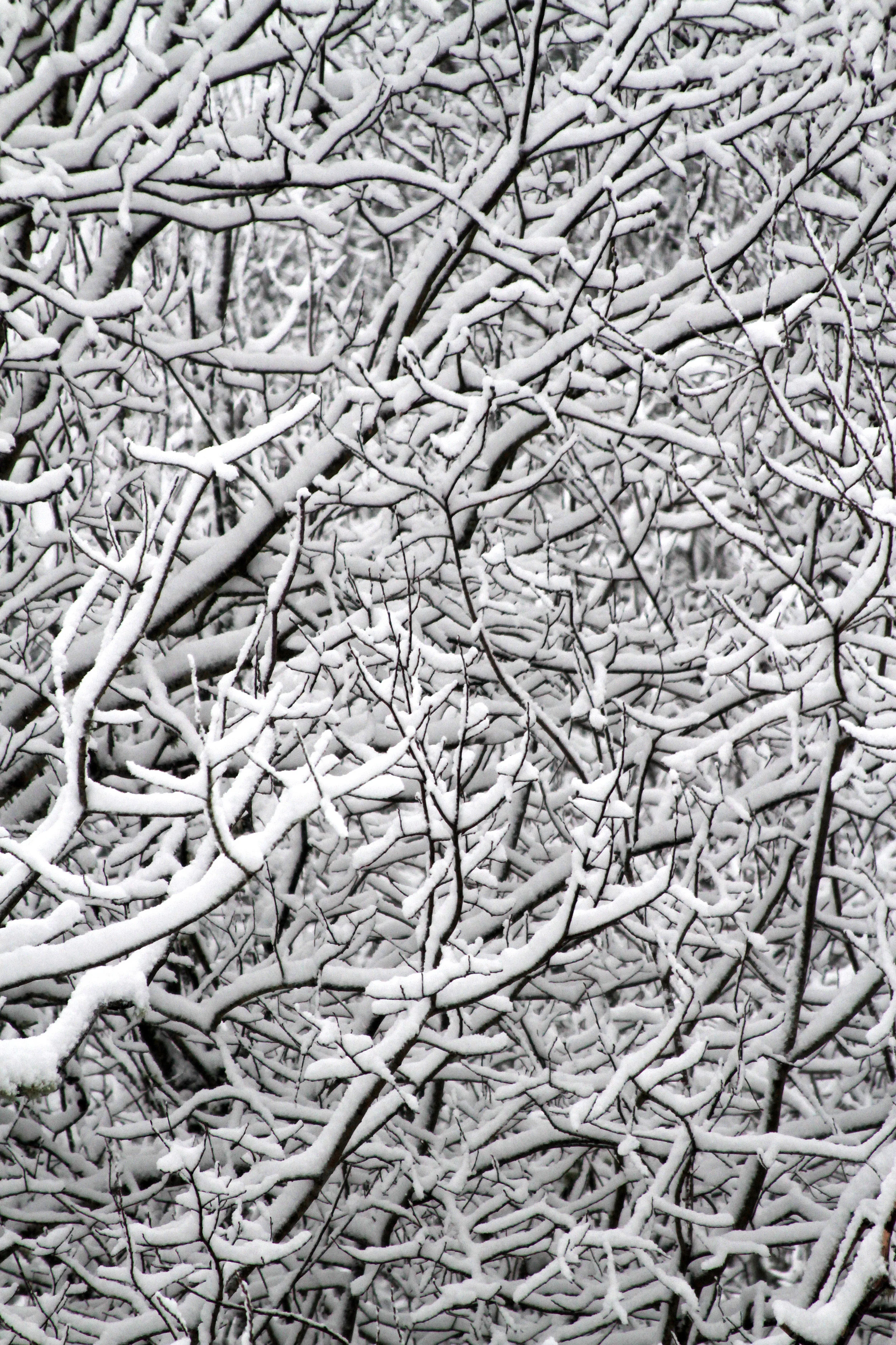Trees covered in snow. Bainbridge Island, Washington. February 2017. 
