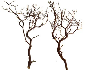 Tall Manzanita Branches