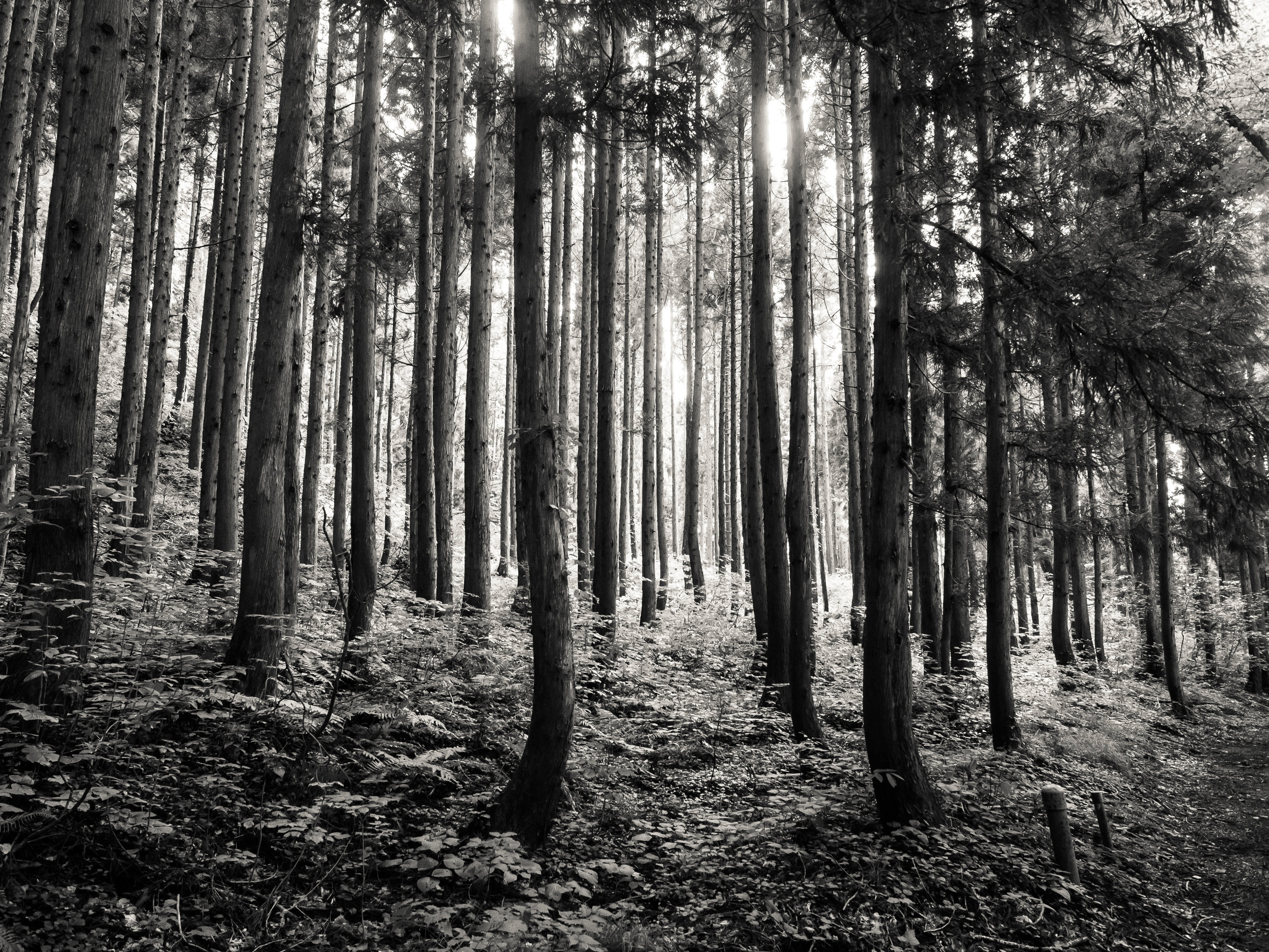 thouars forest, tazawako