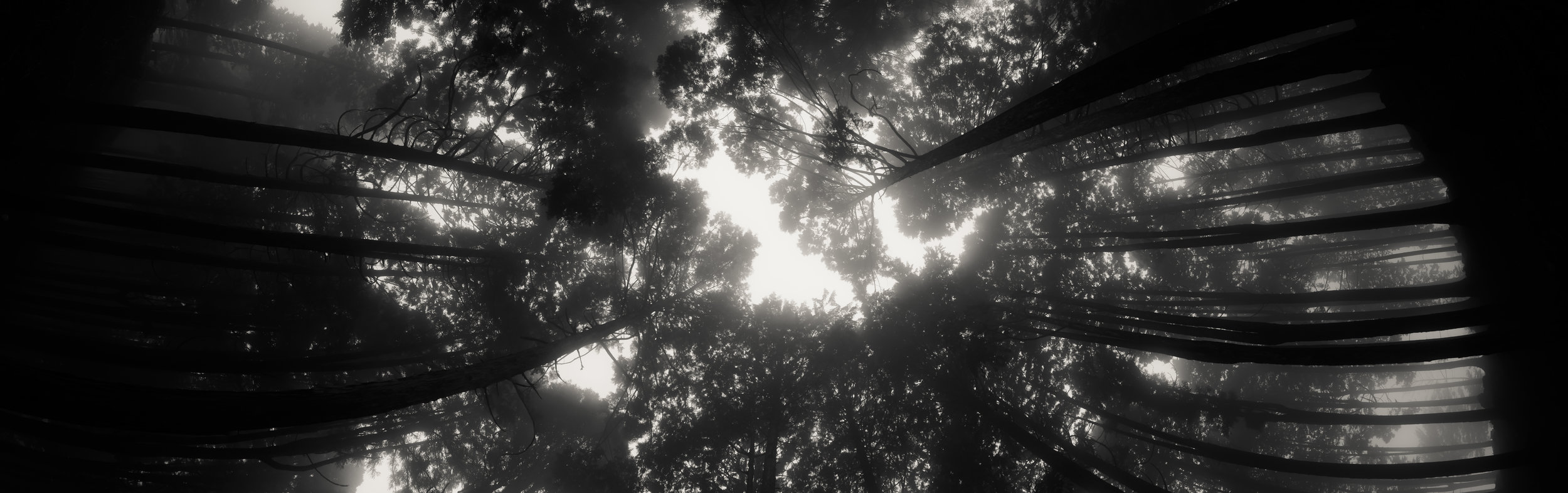 cedar forest, mount minobu, yamanashi