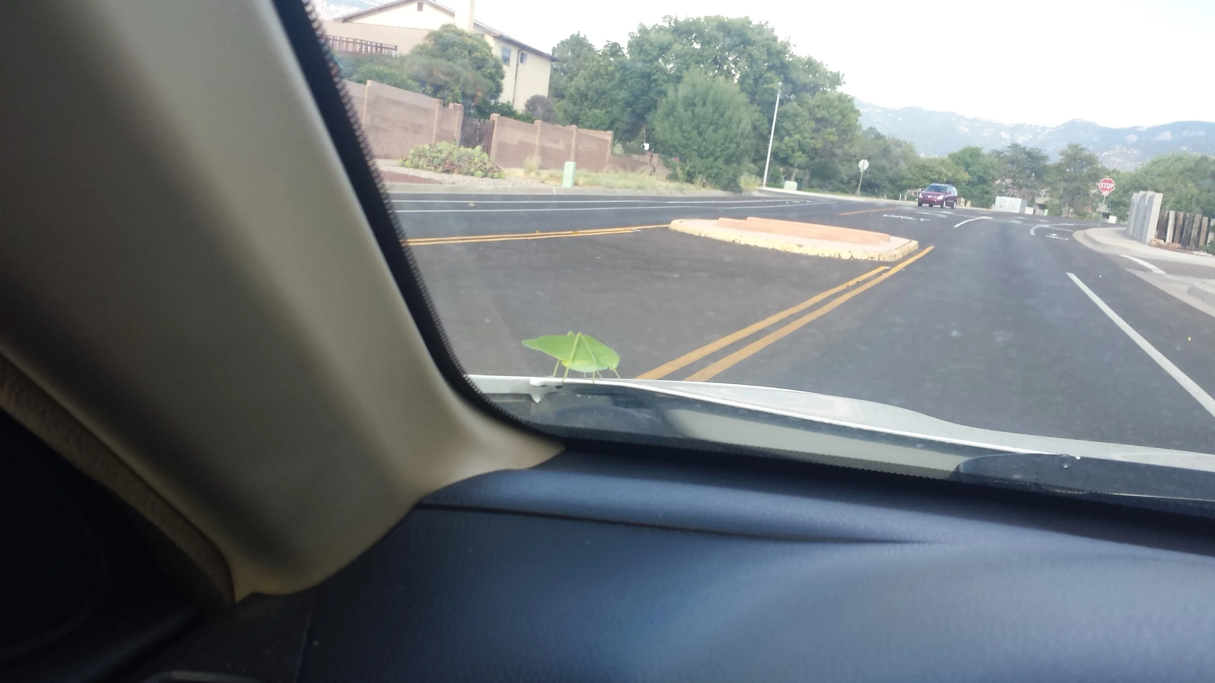 Cute Little Summer Bugs