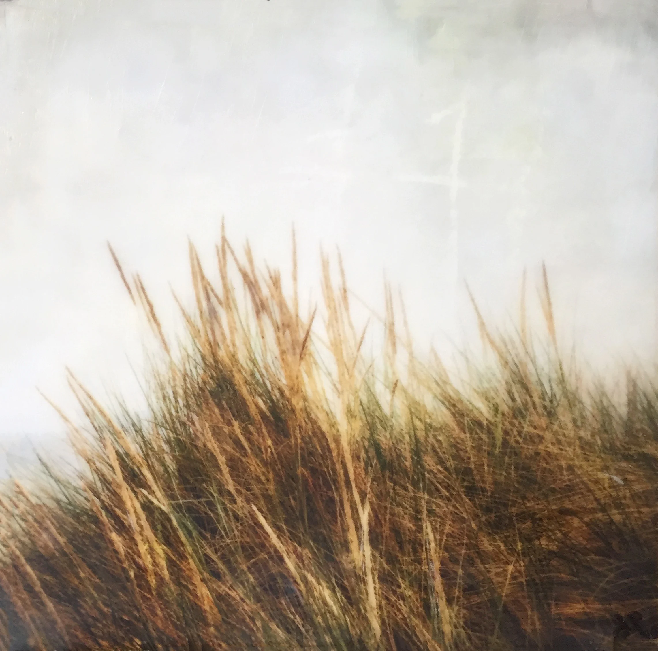 "Beach Grass I" Encaustic Photography 6" x 6" (H x W) $145