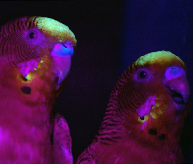 ‘Budgerigars under Ultraviolet Light’ ( copyright Mark Neville, 2006, Inkjet prints 100cm x 100cm) 