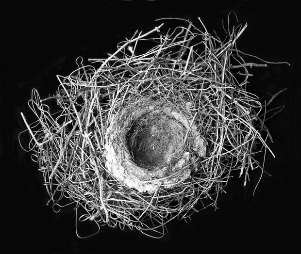 039Magpie-nest-132-Barrowfield-Street039-from-the-slide-installation-039Animal-Architecture039.jpg
