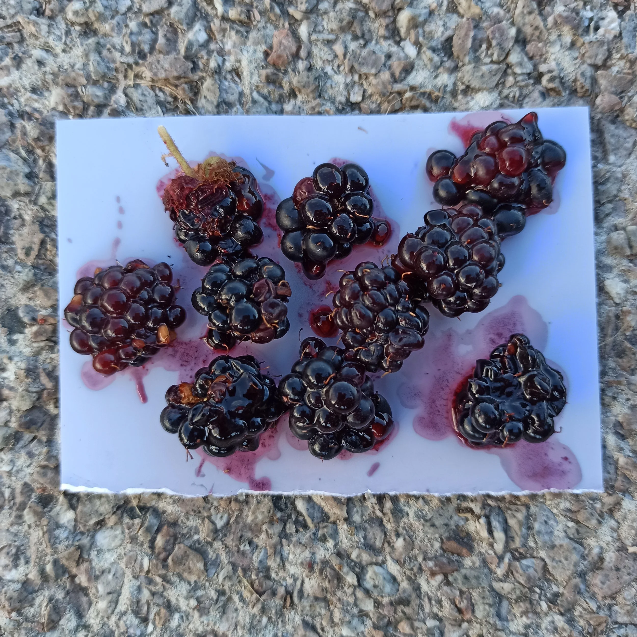 9 blackberry 2 image.jpg