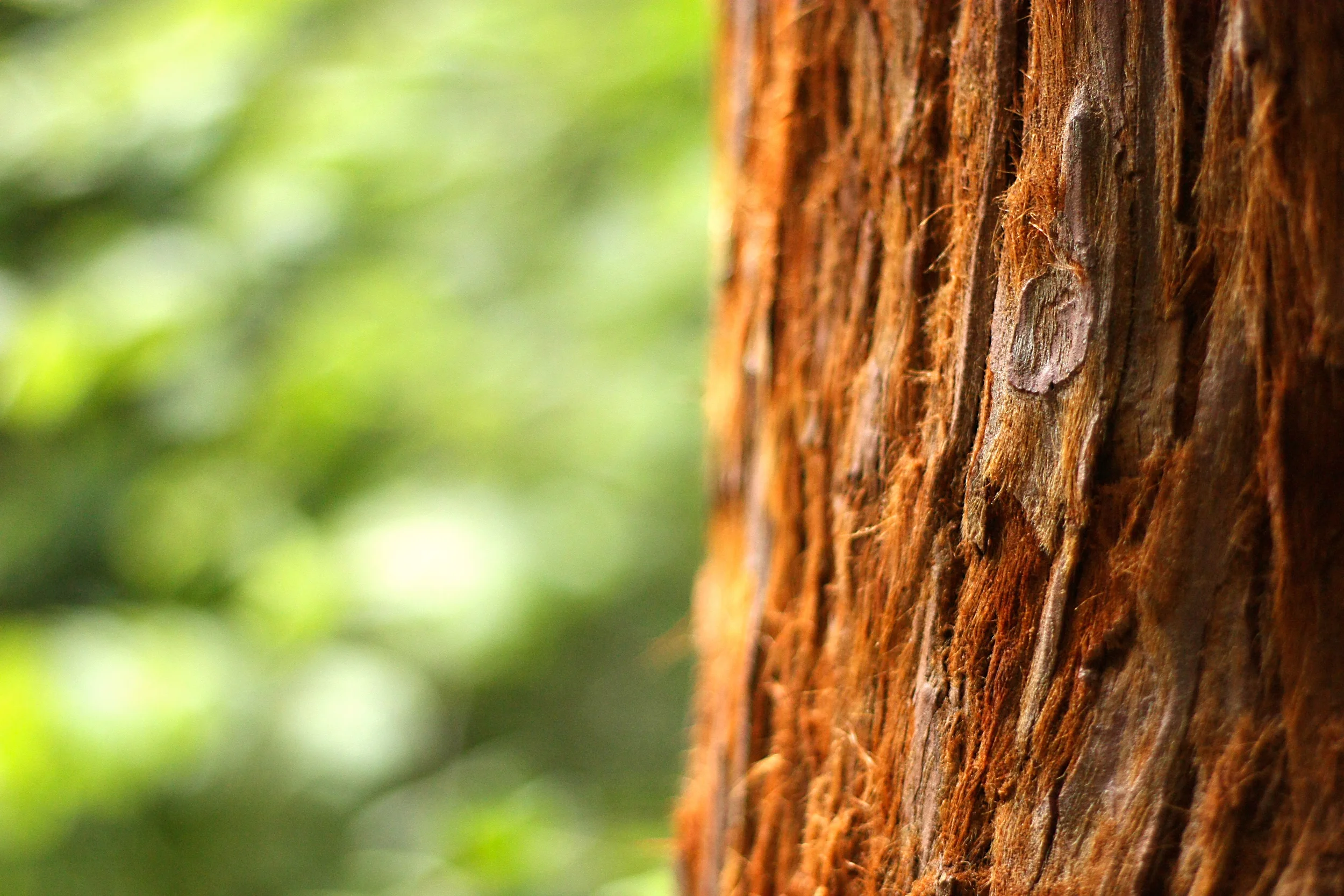 Muir Woods - San Francisco, CA