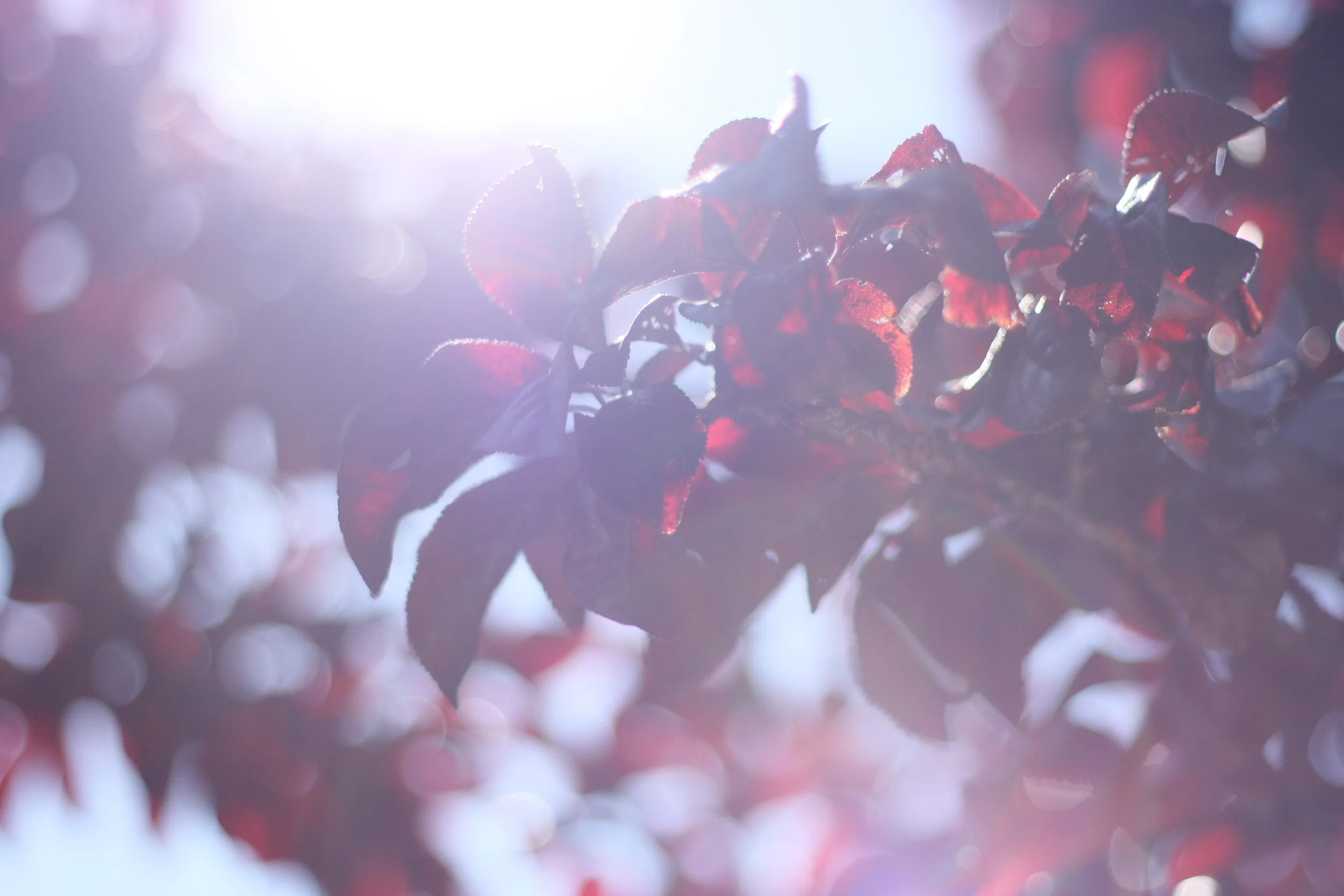 Daydream - California