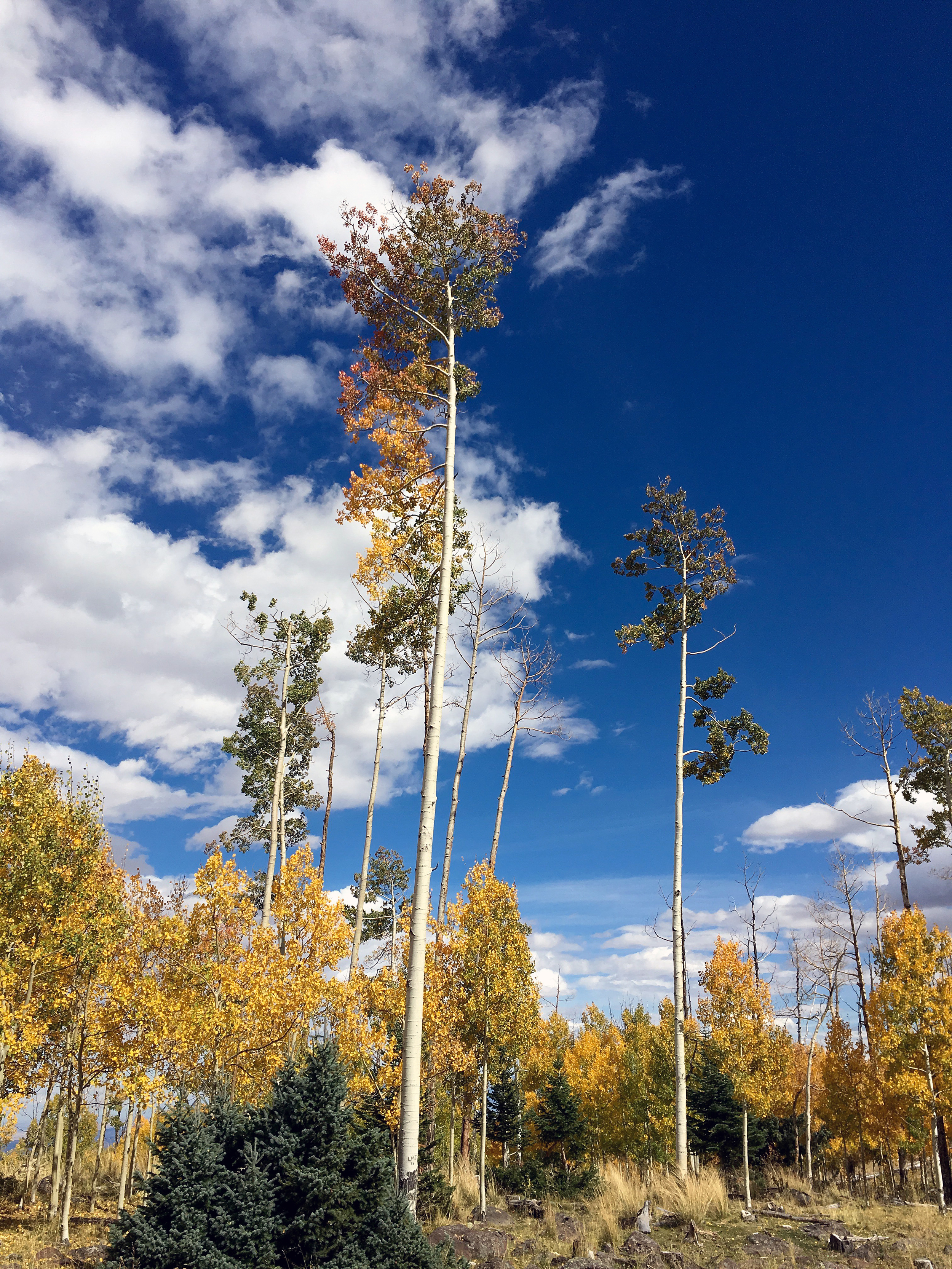 Birch Trees