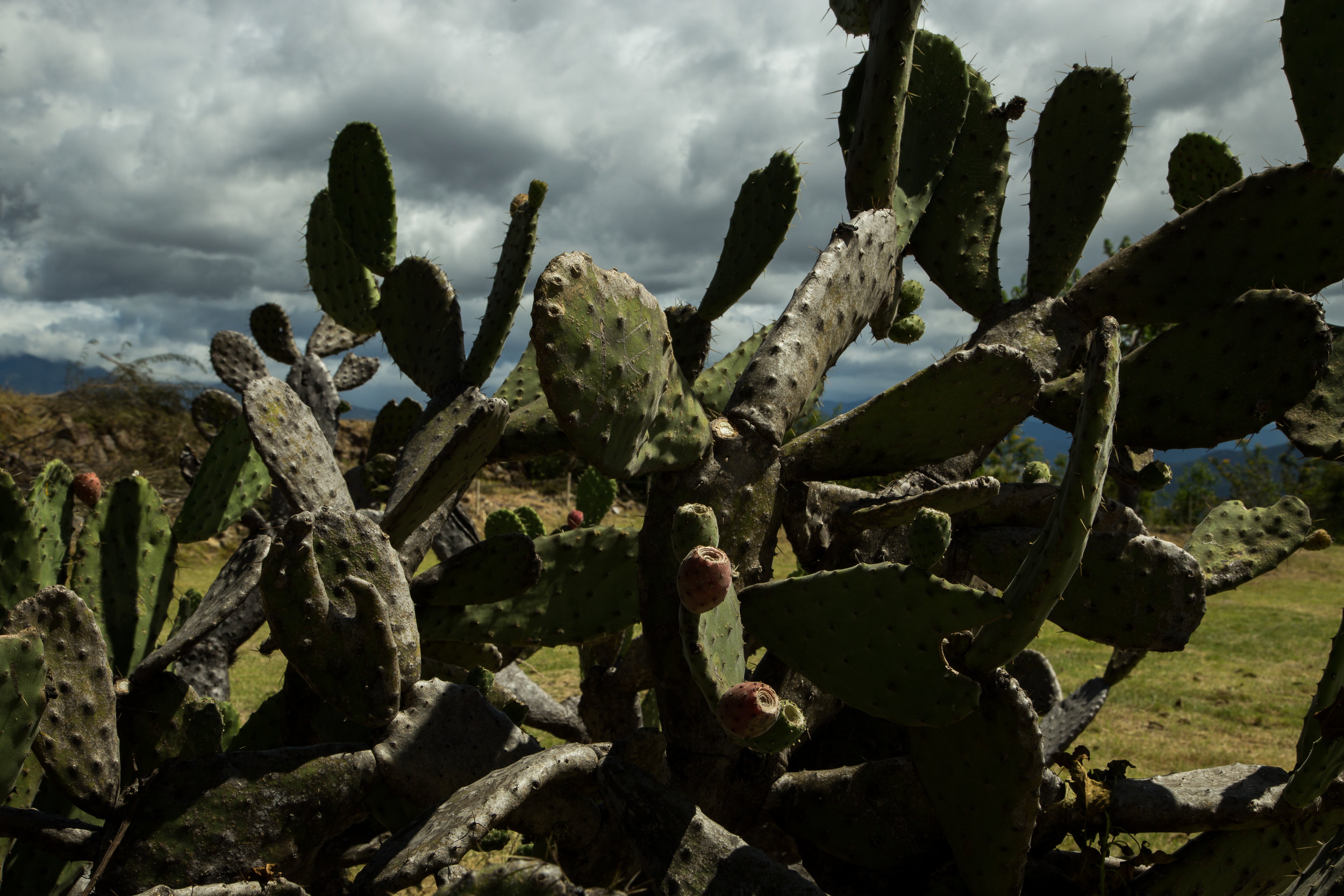 Cacti