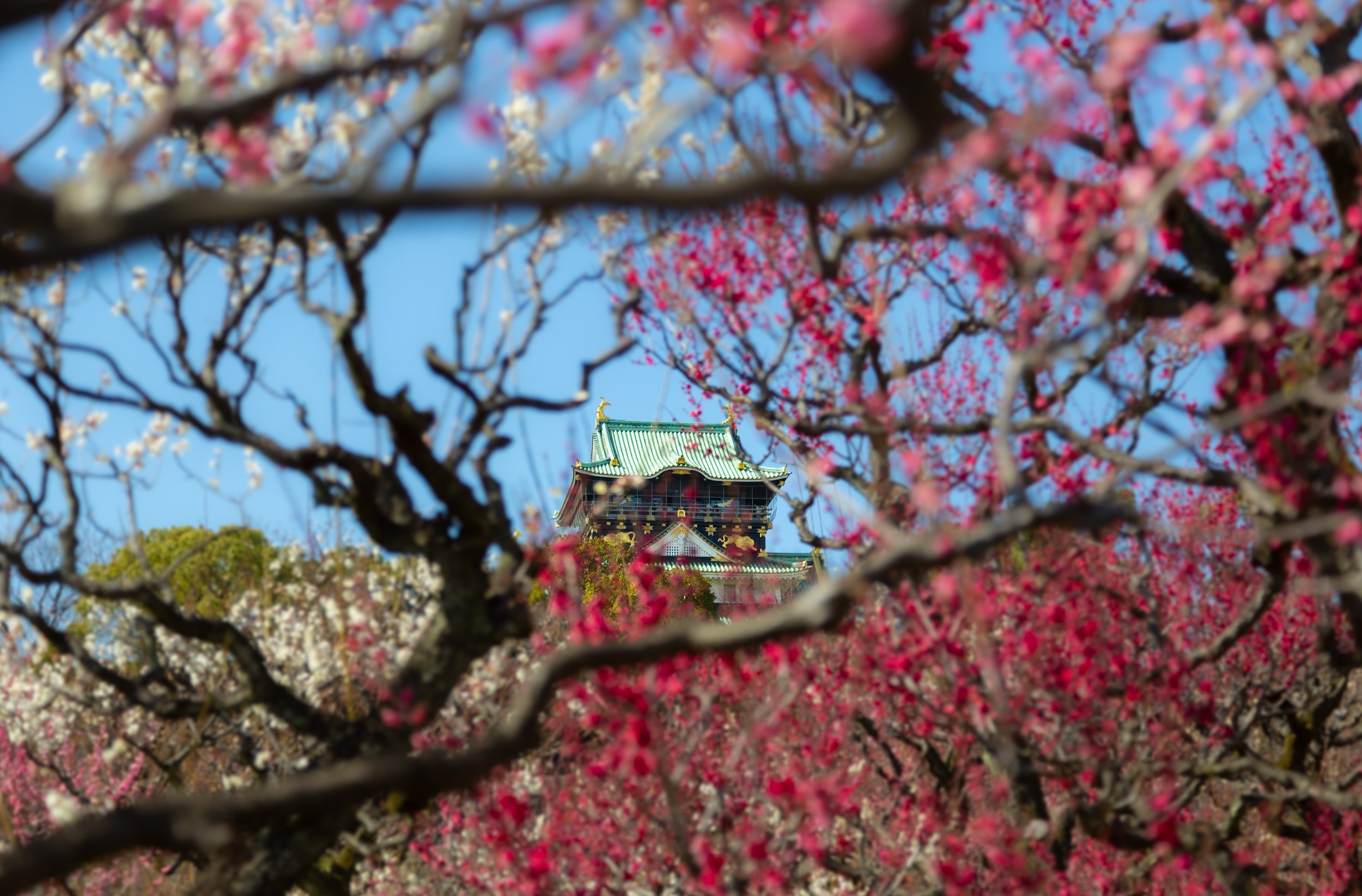 Osaka Castle - through blossoms