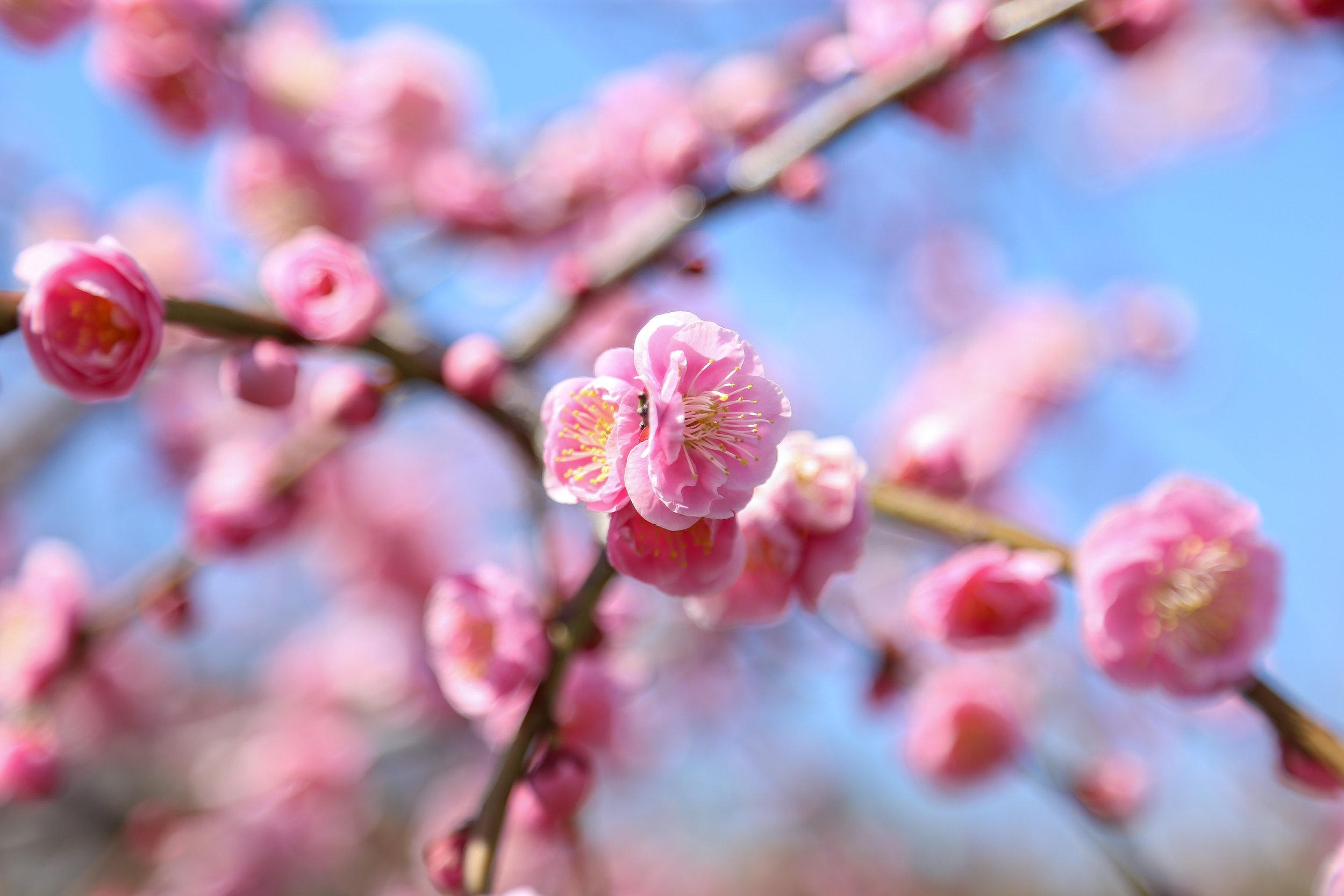 Cherry Blossoms - Osaka 