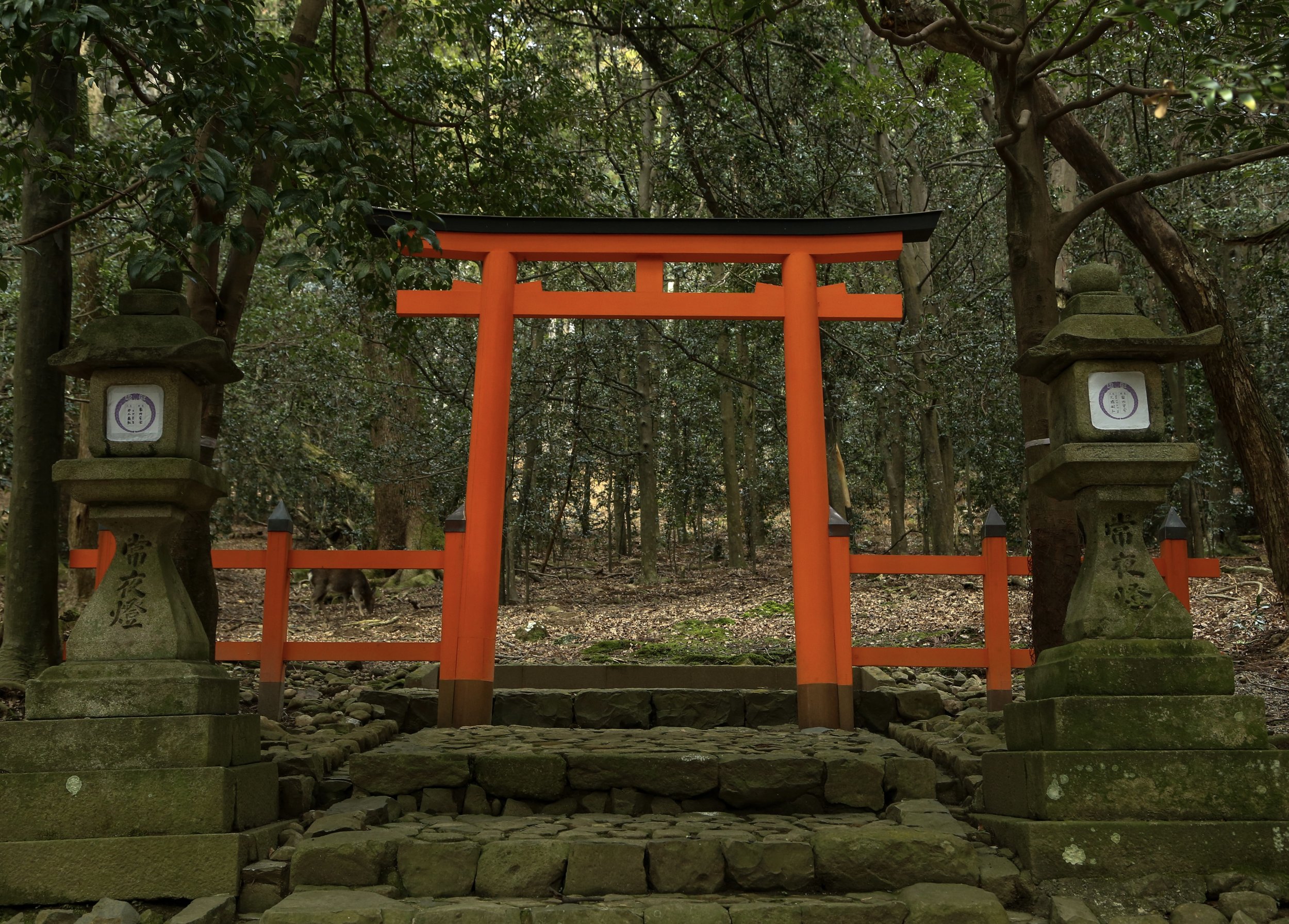 Torii in Nature - Nara Park 