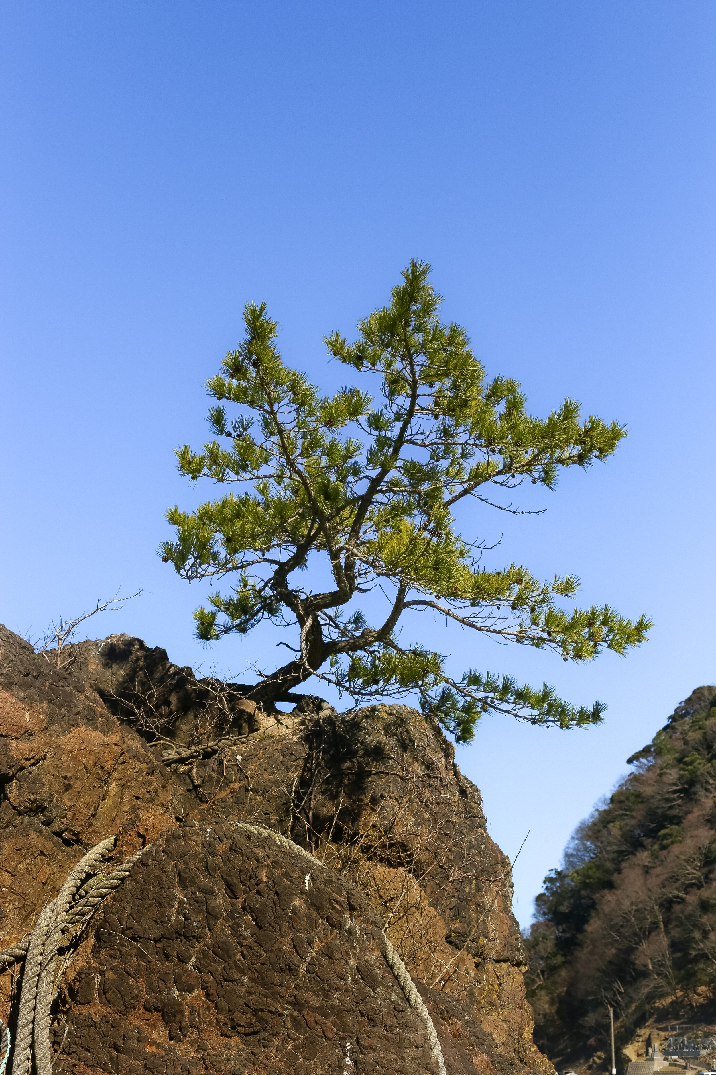 Tree growing out of the rock - Kinosaki 