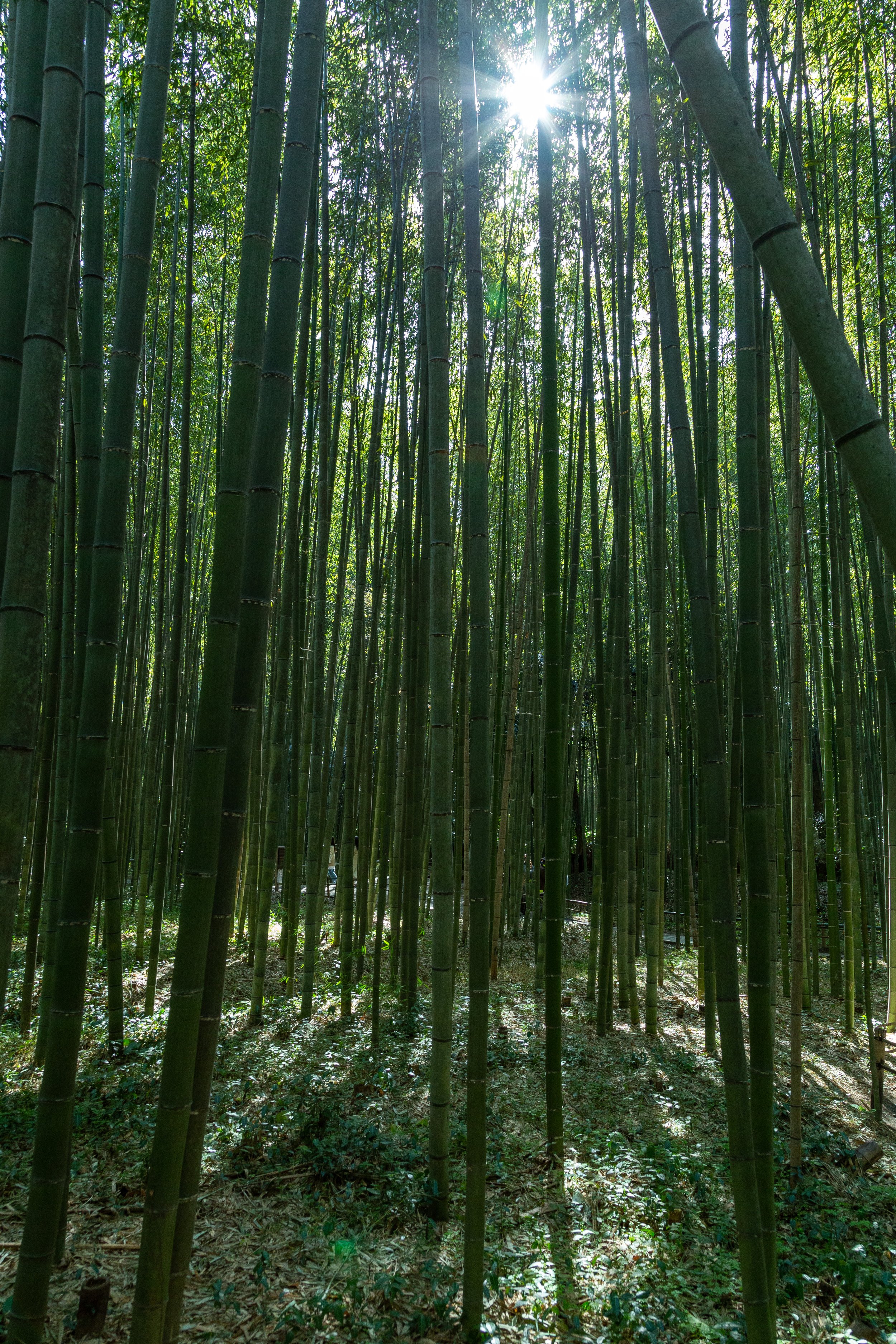 Higashiyama Sanjo - Bamboo Forest - Kyoto 